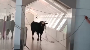 Un toro irrumpió en un banco en Israel y siembra el pánico (Video)