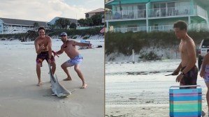 Polémica por el VIDEO de dos bañistas arrastrando y apuñalando a sangre fría a un tiburón en Florida