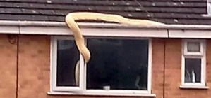 Familia horrorizada: una pitón albina de seis metros se metió por la ventana de una casa
