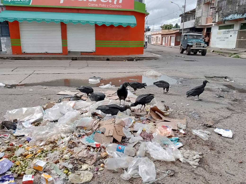 San Fernando de Apure, convertido en un nido de zamuros ante la ineficiencia chavista en el aseo urbano