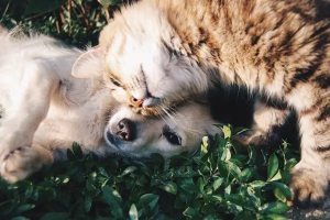 Alzheimer en perros y gatos: qué es, qué lo causa y consejos para ayudar a tus mascotas