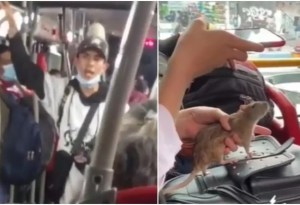 Personas ahora se suben con ratas a pedir plata en TransMilenio de Bogotá: cobran por consentirlas (VIDEOS)
