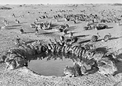 “Fue una tormenta perfecta”: trece conejos provocaron la mayor invasión biológica de la historia