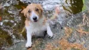 Morty, el perro que causa sensación por su extraña amistad con los peces de un estanque (VIDEOS)