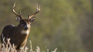 Conmoción en Ohio: Atleta casi pierde una oreja tras ser atacada por un ciervo durante una carrera
