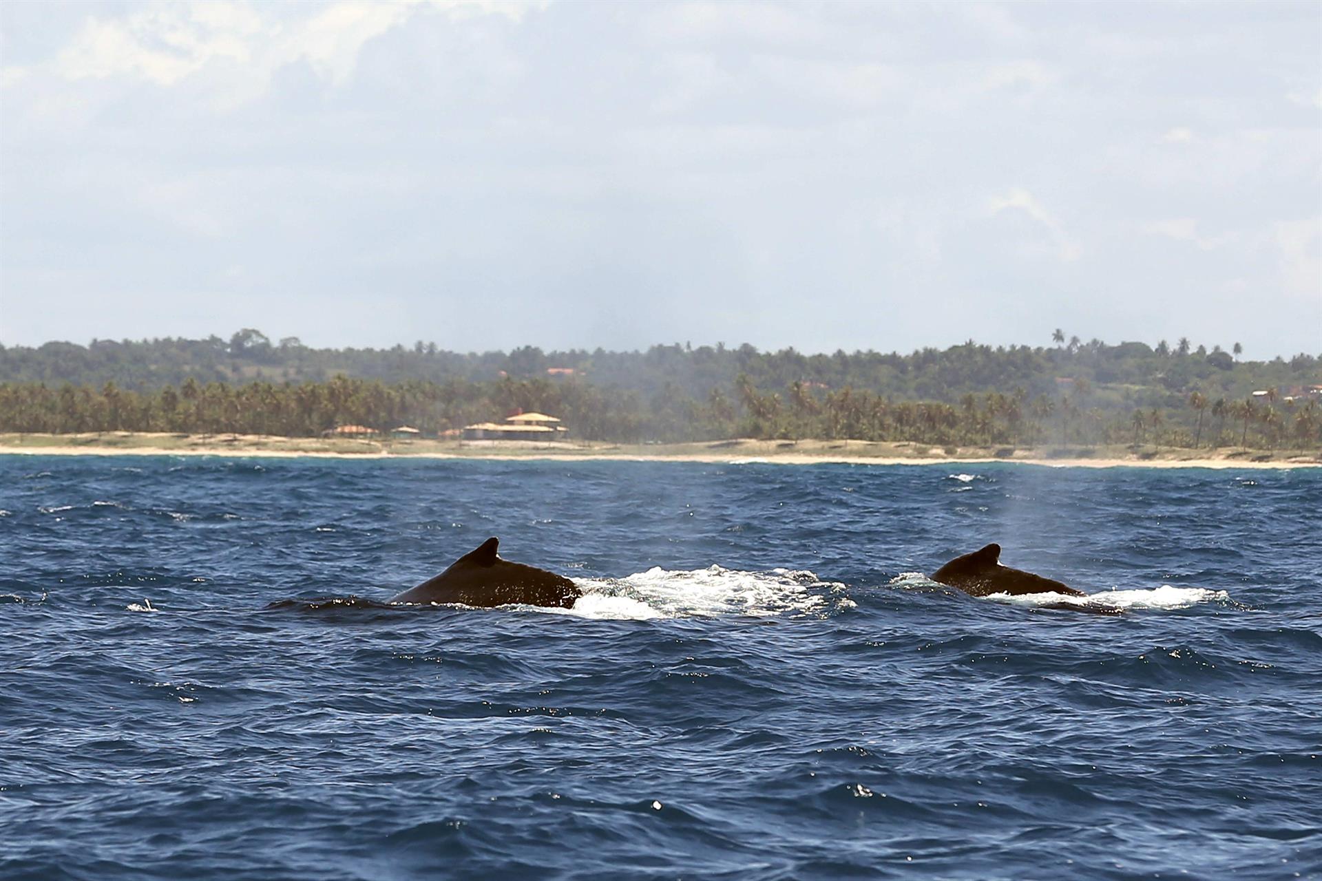 Nuevo intento internacional de levantar la prohibición de cazar de ballenas tras 40 años