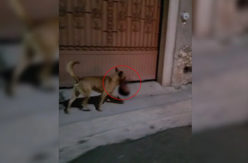 Narcoterror: perro deambulaba en las calles de México con una cabeza humana en el hocico