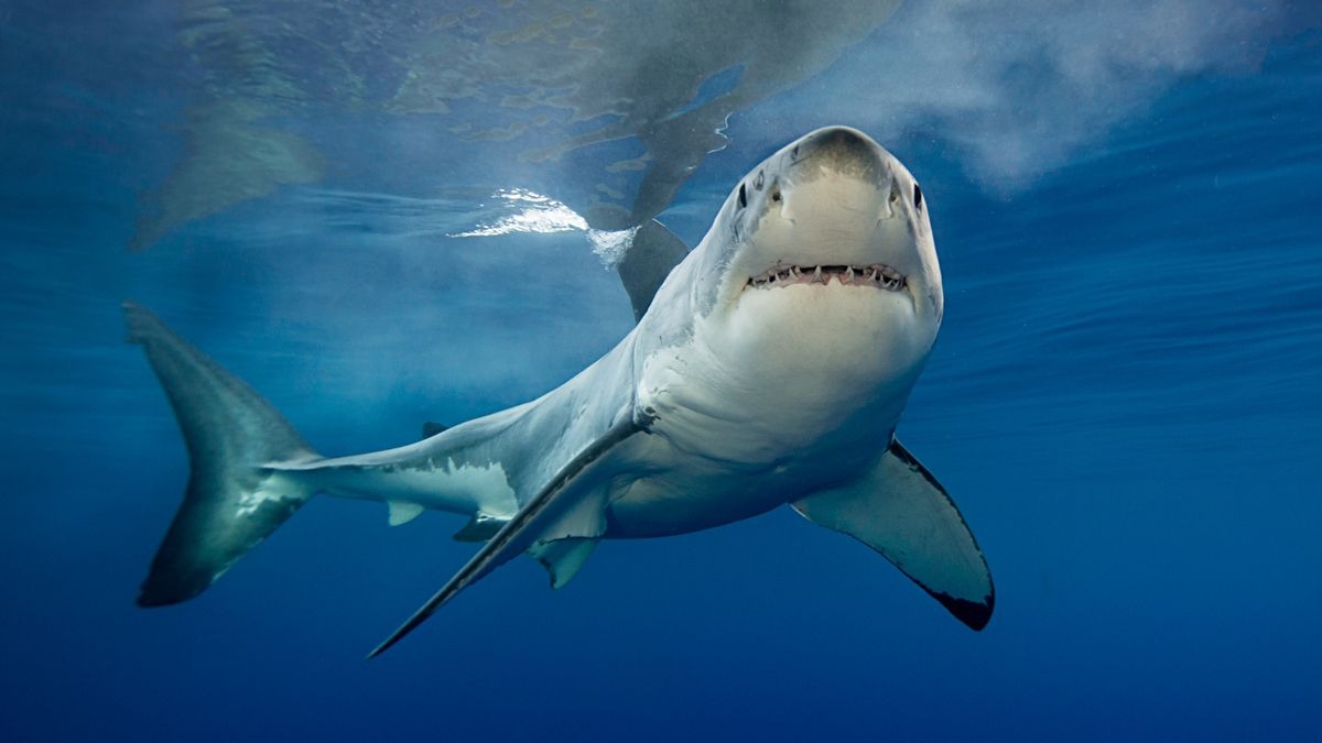 Horror en California: Tiburón mordió ferozmente a una nadadora y obligó al cierre de la playa