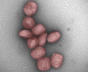 La OMS rebautiza la viruela del mono como “mpox” para evitar estigmatización