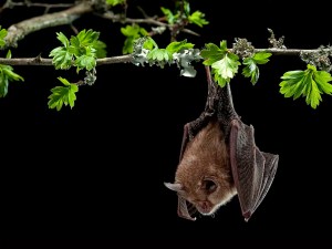 ¿Se puede detener el contagio de virus de murciélagos hacia los humanos?
