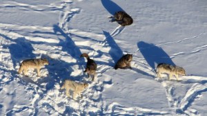 Parásito afecta cerebro de los lobos en el Parque de Yellowstone y cambia su comportamiento de manada