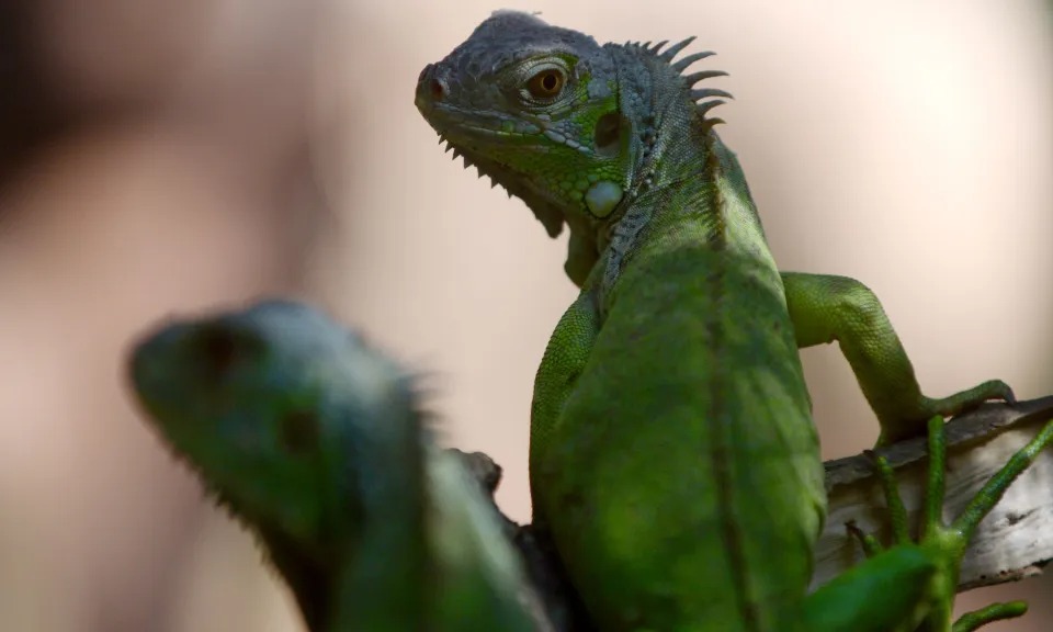 Fue la iguana: El mega apagón que dejó a oscuras a miles en Florida