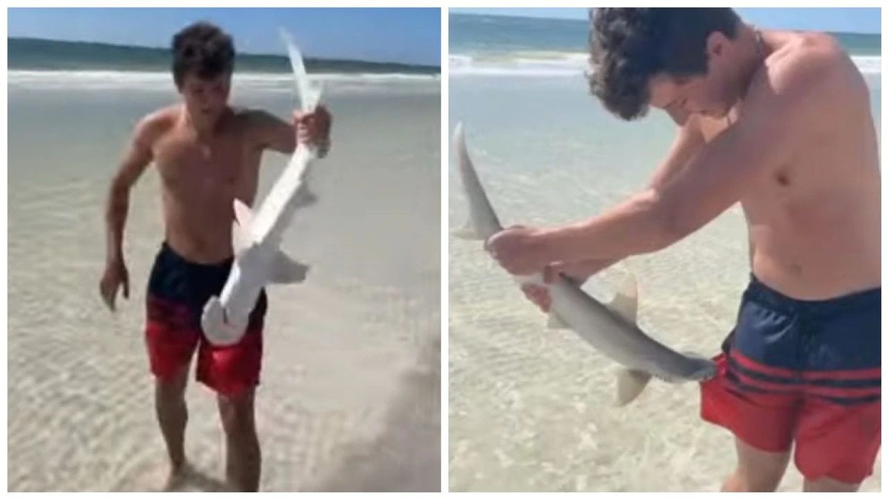 VIDEO: Tiburón martillo sorprende a bañista en Florida al sujetarse con sus dientes a su ropa