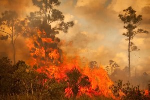 Advierten que Florida podría ser un foco de incendios forestales a principios de 2023