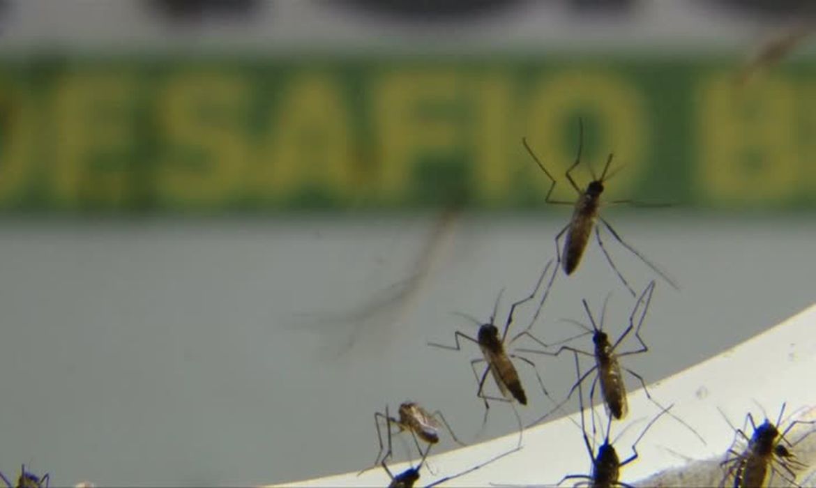 Brasil registró por primera vez más de mil muertes por dengue en un año