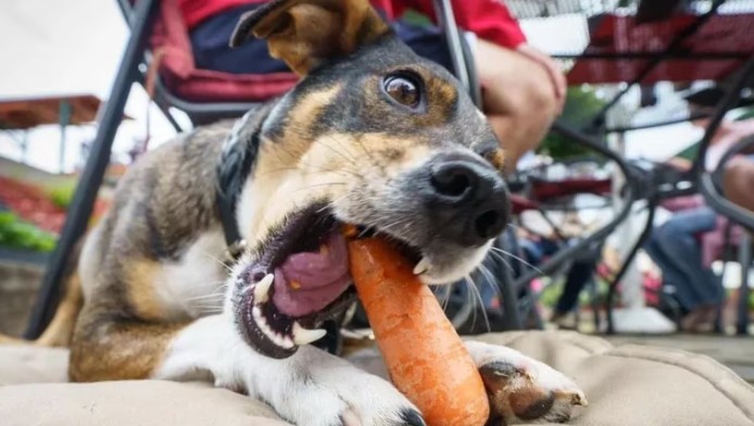 ¿Las dietas veganas son viables para las mascotas?