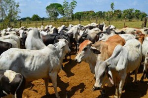 Reportan aumento de casos de leptospirosis en ganado del Táchira