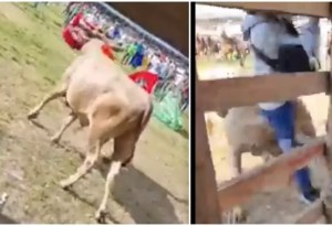 Imágenes sensibles: Casi muere corneado por un toro tras lanzarse a recoger dinero en una corrida