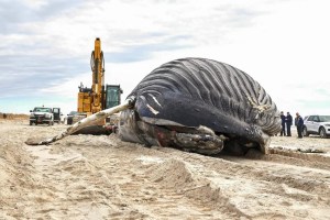Conmoción en Long Island por el hallazgo de una enorme ballena jorobada muerta a orillas de la playa (FOTOS)
