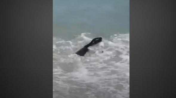 “Parecía un tiburón”: Actriz fue mordida seis veces por una foca (VIDEO)