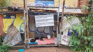 Alarm among animal protectionists before wave of poisoning of cats and dogs in Táchira