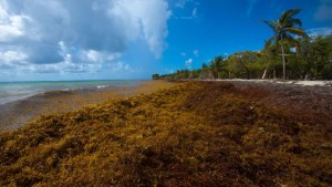 Playas de Florida enfrentan doble amenaza: la marea roja y una gigantesca masa flotante de algas (VIDEO)