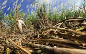 Falta de financiamiento pone en riesgo la producción de caña de azúcar en el país