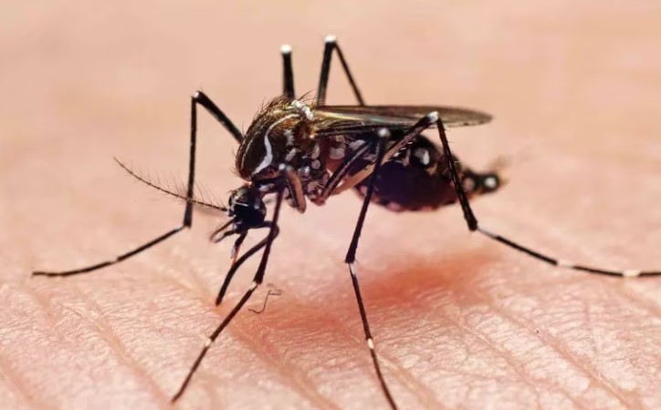 Cómo la saliva del mosquito podría debilitar las defensas de las personas contra el dengue