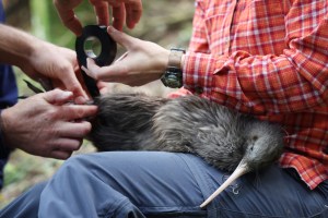 Nueva Zelanda se moviliza para salvar a su icónica ave, el kiwi (Fotos)