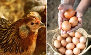 ¿Qué fue primero, el huevo o la gallina? Esto responde la física cuántica
