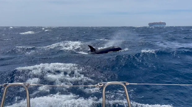 ¡Aterradora batalla en el mar! Orcas asesinas embisten barco de turistas durante una hora (VIDEO)
