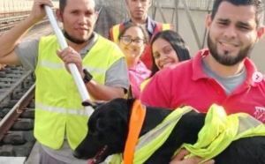 Rescataron a una perrita atrapada en la vía férrea del Metro Los Teques