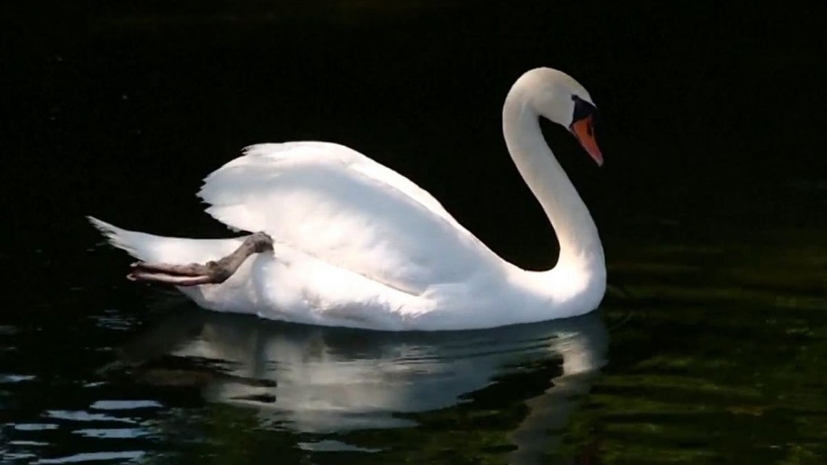 Tres jóvenes mataron y se comieron a un preciado cisne de un pueblo en Nueva York