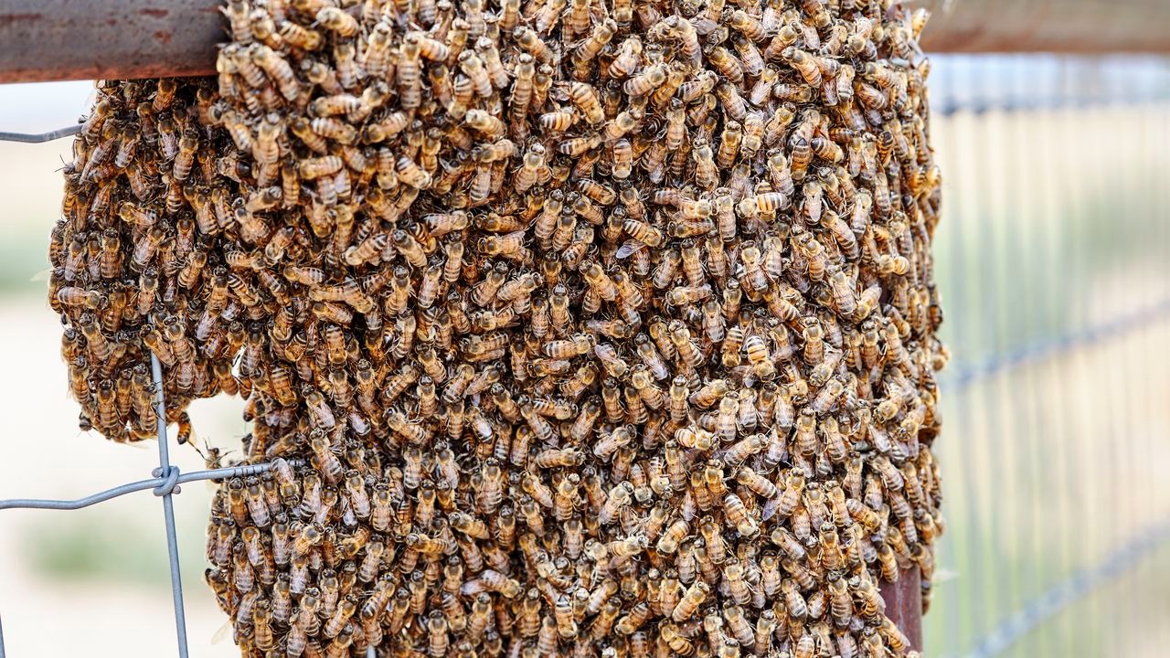 VIDEO: Una nube de abejas causa pánico al invadir la ciudad de Nueva York