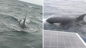 Feroz batalla en el mar: Orcas agresivas embisten y dañan barco en ataque inesperado (VIDEO)
