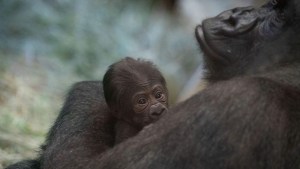 La sorpresa por el gorila que pensaban que era macho y dio a luz a una cría en EEUU