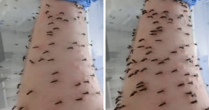 Perturbador VIDEO: hombre provoca que le piquen decenas de mosquitos