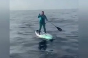 ¡De espanto! Tiburón martillo persiguió a mujer que remaba desde las Bahamas hasta Florida (VIDEO)