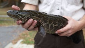 “Mátenlos inmediatamente”: Extraños peces invasores que pueden vivir fuera del agua causan angustia en EEUU