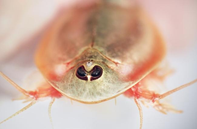 Aparecen cientos de raras criaturas de tres ojos tras las intensas lluvias en Nevada