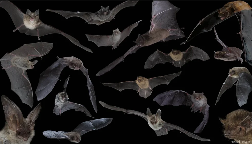 Los murciélagos no desarrollan cáncer y la ciencia está cerca de revelar por qué