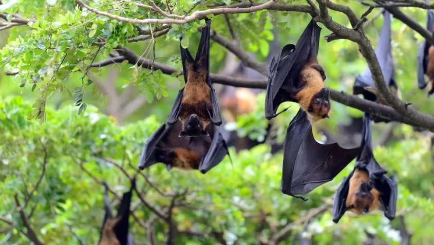 India no registra nuevos casos de Nipah, aseguró la OMS