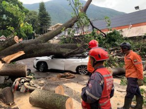 Imágenes: gigantesco árbol cayó en las adyacencias de la Clínica El Ávila, dejando un lesionado