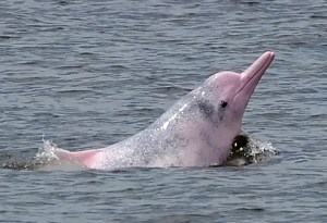Al menos 110 delfines rosados aparecieron muertos en el Amazonas: ¿cuál es la razón?
