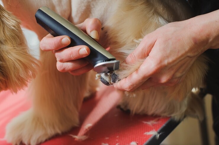 VIRAL: Llevó a su perro al veterinario, pidió que le hicieran un corte de pelo y el resultado explotó las redes