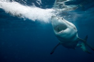 Tiburón devoró salvajemente a un hombre en una playa de Hawái