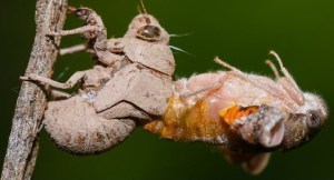 Estados Unidos se enfrentará a la mayor plaga de este insecto por primera vez en 221 años