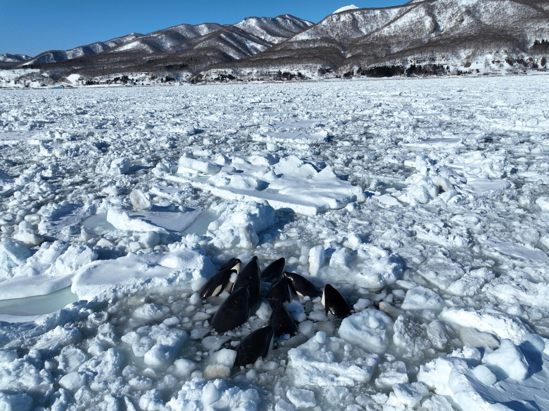 Un grupo de orcas queda atrapado en el hielo frente a la costa del norte de Japón