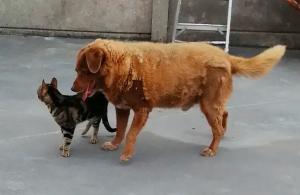 Oficialmente retiran el récord del perro más viejo del mundo al mastín portugués Bobi