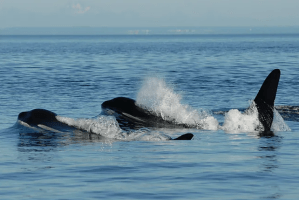 Las ballenas que tienen la menopausia pueden llegar a vivir el doble que las hembras de especies que no la experimentan